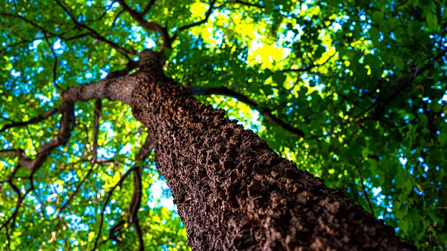 breathing as a practice of sovereignty